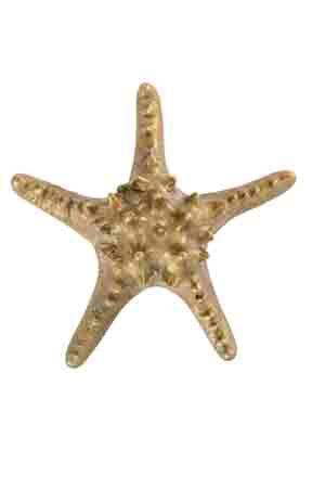 Oceano Ortigia - starfish brass knob