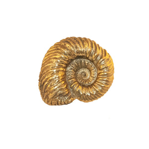 A brass knob shaped like a curled seashell.