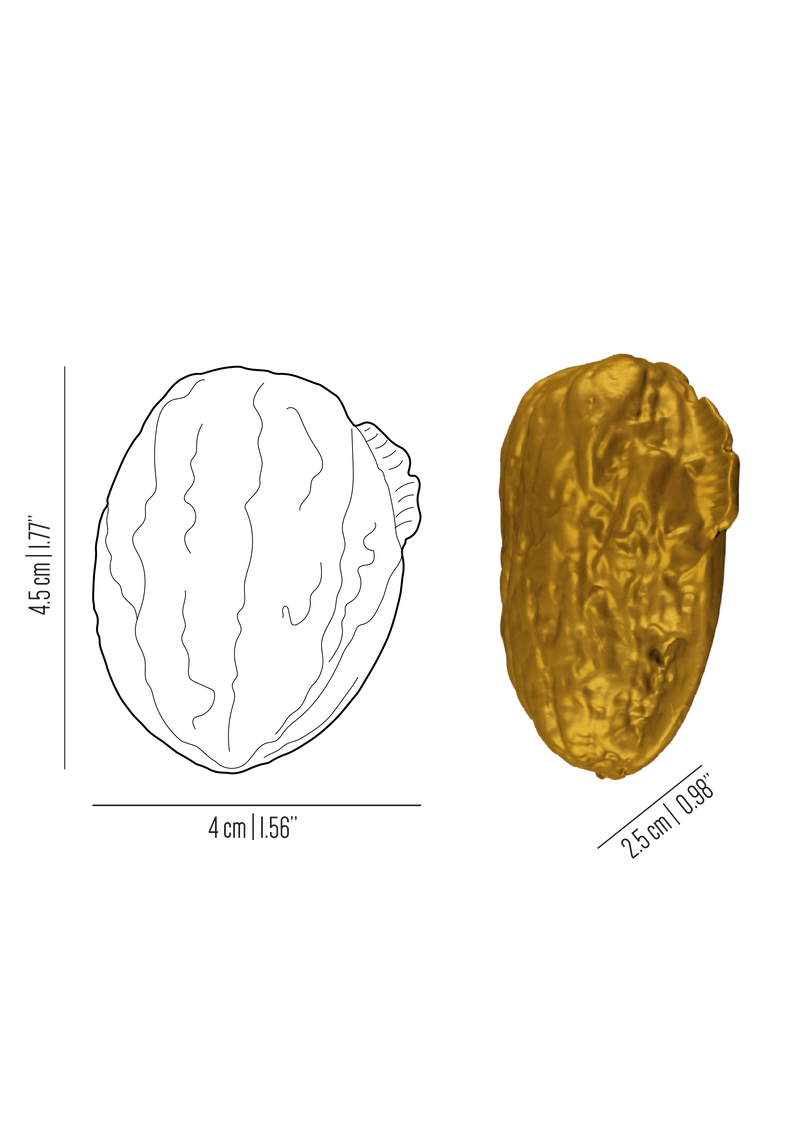 Chalet brass nutshell knob