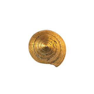 Oceano atlantic brass sea shell knob - ilbronzetto