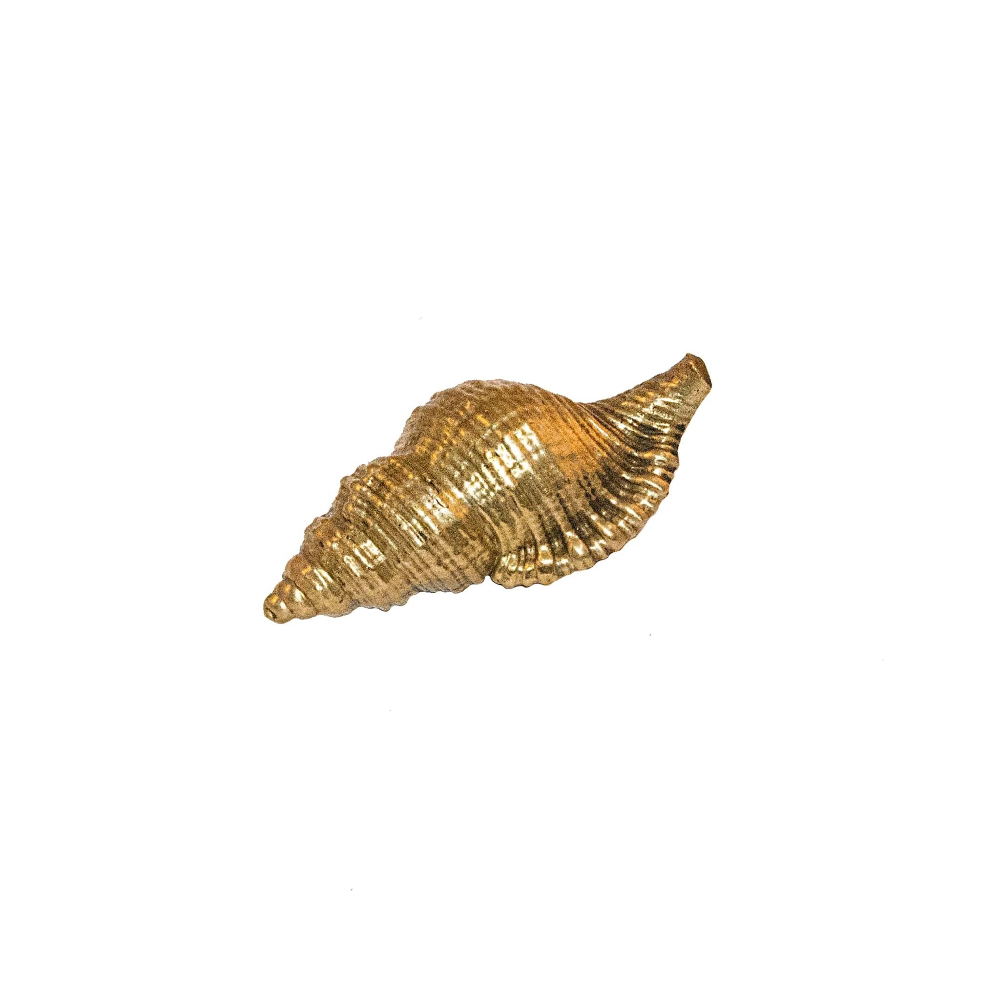 Oceano brass tritone sea shell knob - ilbronzetto