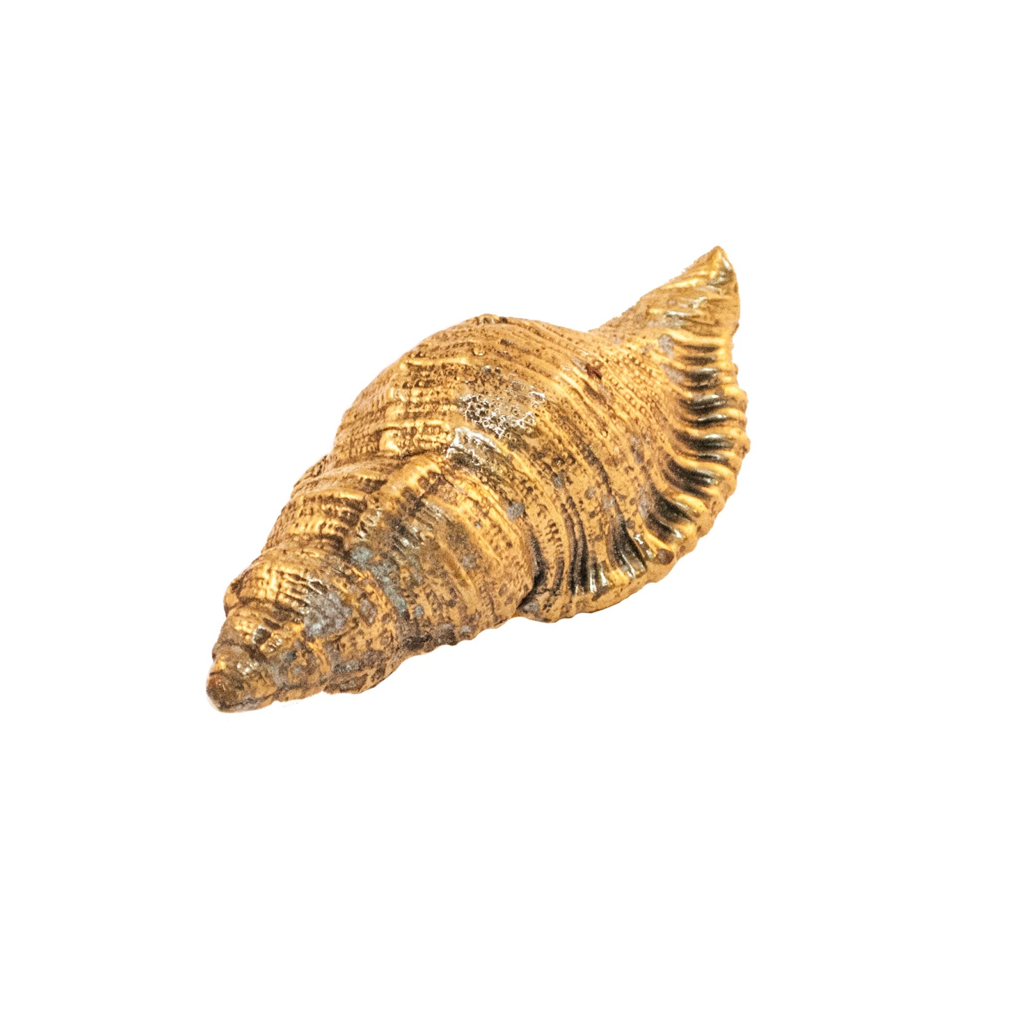 Immagine di Venezia Brass Shell-Shaped pomello. Questo pomello decorativo è realizzato in ottone massiccio e presenta un disegno dettagliato che ricorda una conchiglia. La finitura in ottone lucido aggiunge un tocco elegante e sofisticato. Utilizzabile su armadi, cassetti e porte, conferisce un fascino costiero a qualsiasi mobile.