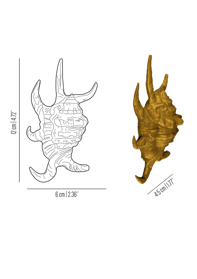Oceano brass elaborated sea shell knob