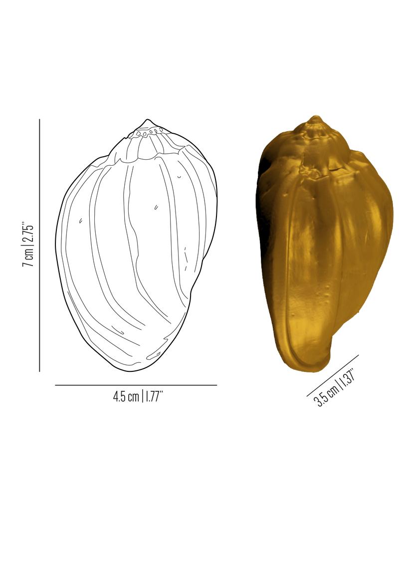 Oceano brass simple sea shell knob